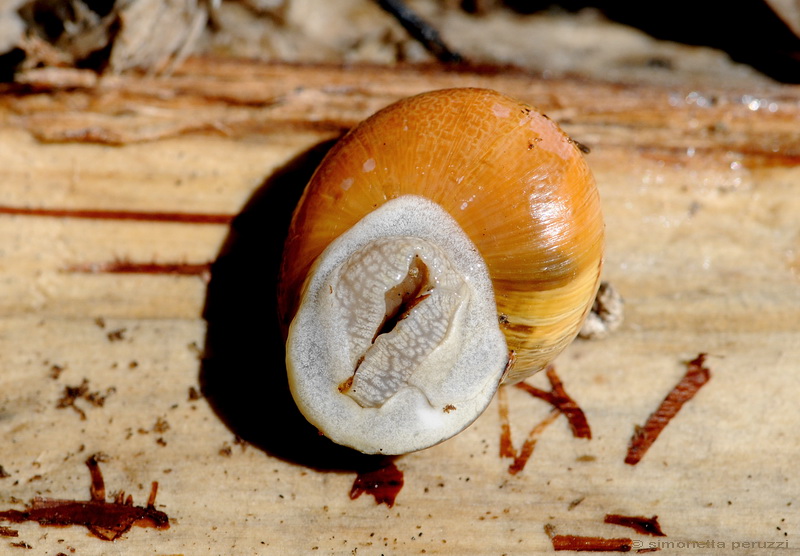 Cepaea nemoralis etrusca